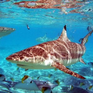 download 134 Shark Wallpapers | Shark Backgrounds