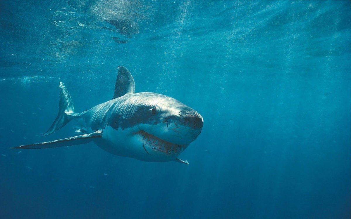Sharks in the ocean – Barbaras HD Wallpapers