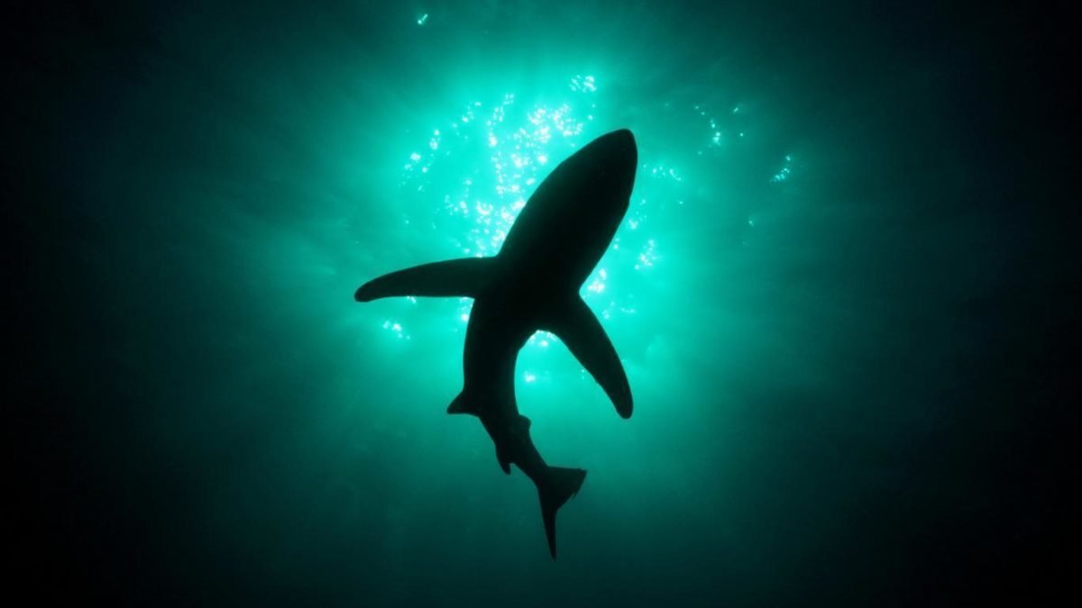 shark submarine hd free – Free Download Wallpaper Desktop …