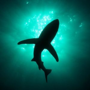 download shark submarine hd free – Free Download Wallpaper Desktop …