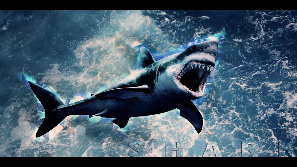 Shark Wallpaper HD by Tooyp on DeviantArt