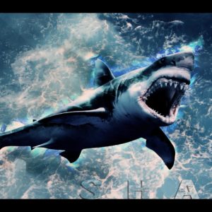 download Shark Wallpaper HD by Tooyp on DeviantArt