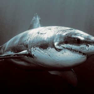 download Shark Wallpapers | fbpapa.