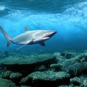 download Shark HD Wallpapers