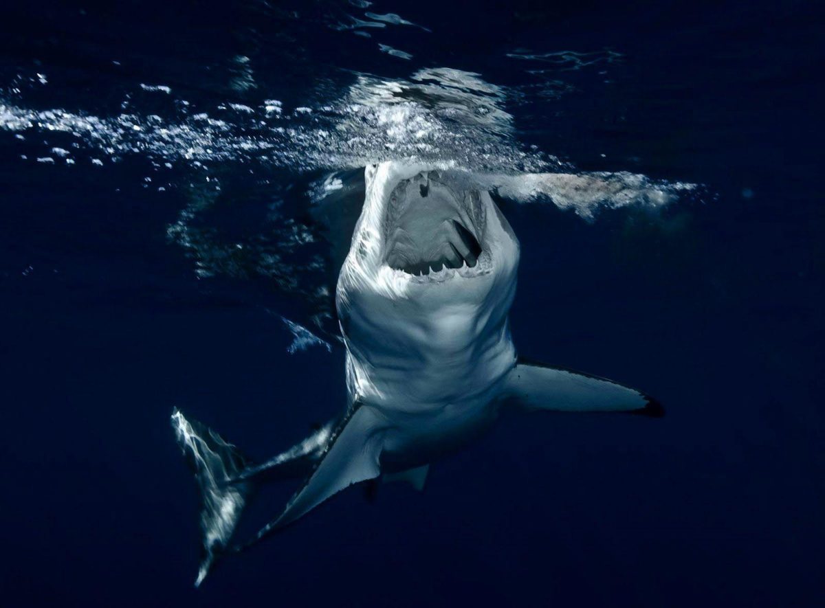 Shark Wallpaper HD Shark Pictures