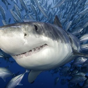 download shark wallpapers | shark wallpapers – Part 5