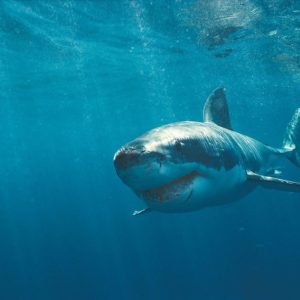download Animals For > Shark Wallpaper Hd