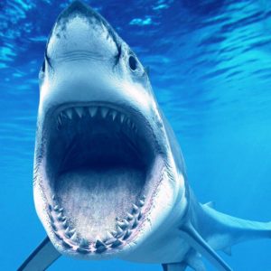 download Wallpapers For > Shark Attack Wallpaper Hd