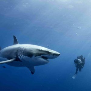 download shark wallpapers | shark wallpapers – Part 11