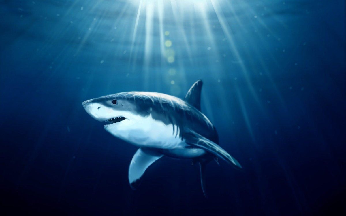 Shark Fish Underwater Art HD Wallpaper – ZoomWalls