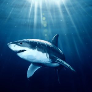 download Shark Fish Underwater Art HD Wallpaper – ZoomWalls
