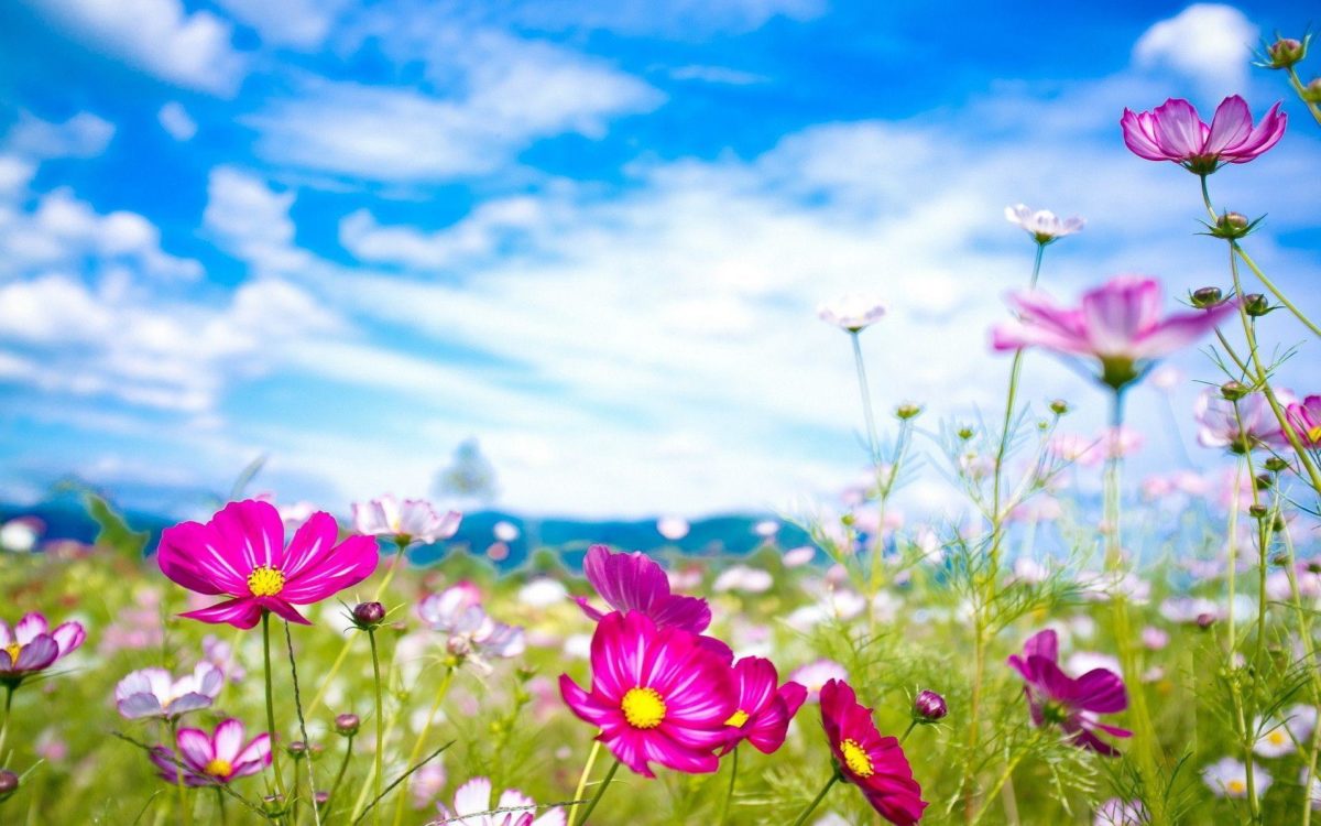 Summer Wallpaper Backgrounds 2014 Hd Images 3 HD Wallpapers | Hdimges.