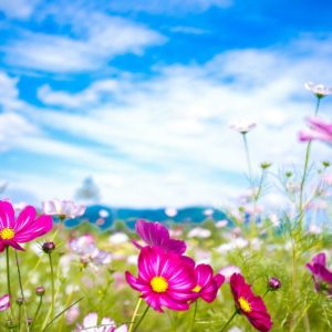 download Summer Wallpaper Backgrounds 2014 Hd Images 3 HD Wallpapers | Hdimges.