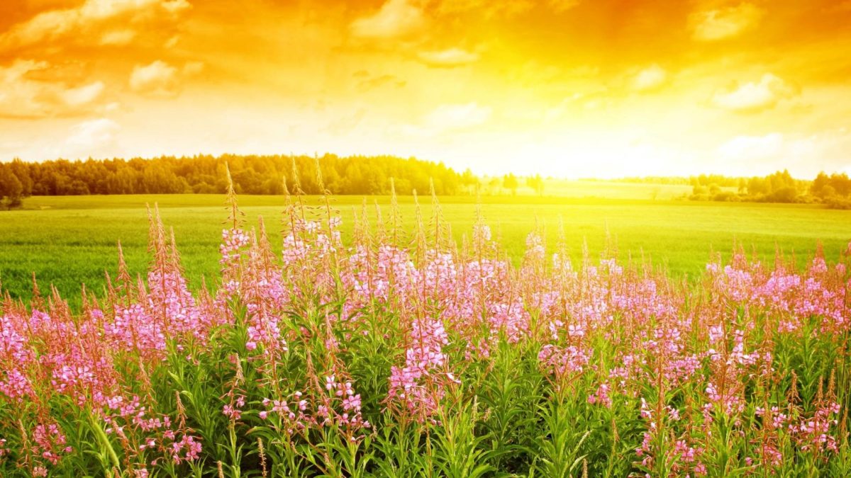 Summer Flowers Wallpapers | HD Wallpapers Early