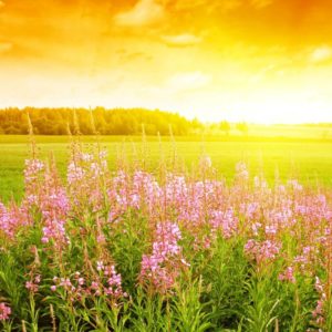 download Summer Flowers Wallpapers | HD Wallpapers Early