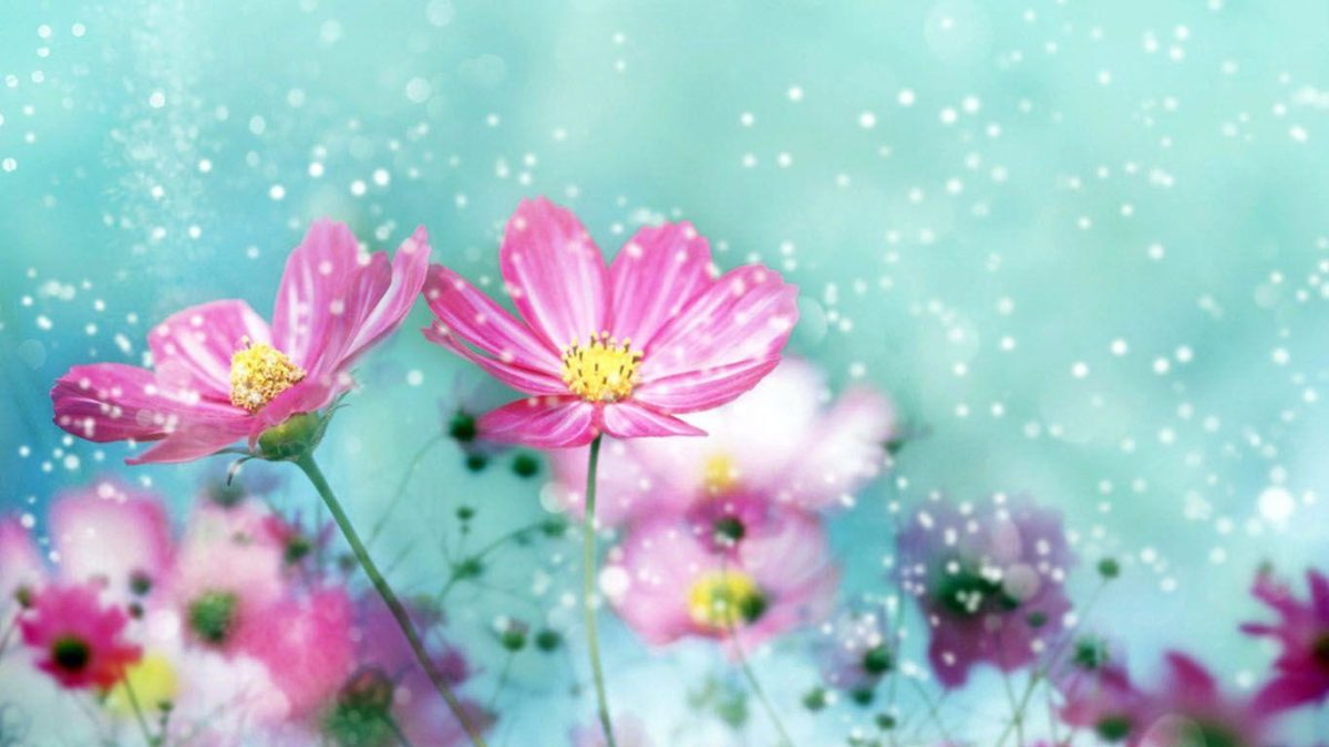 Hd Flowers Colorful Background 1 HD Wallpapers