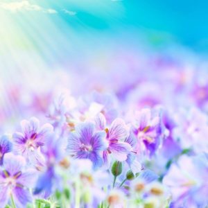 download Top Flowers Wallpapers – HD Wallpapers Inn