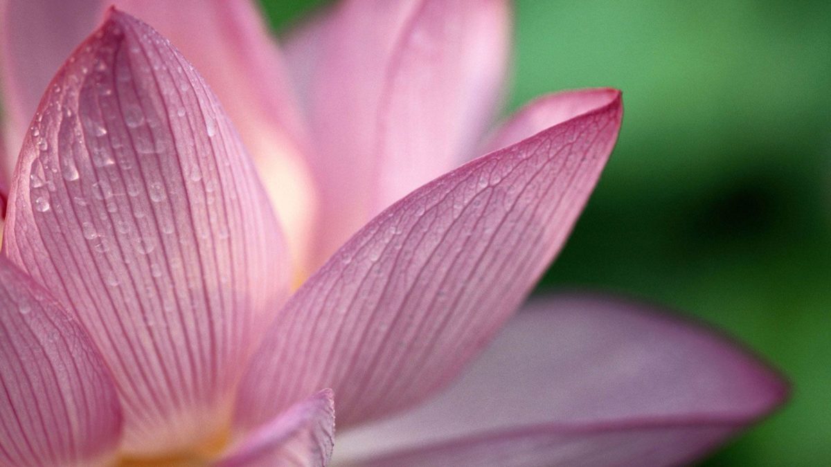 Flower Pink 1080p HD Wallpapers | HD Wallpapers