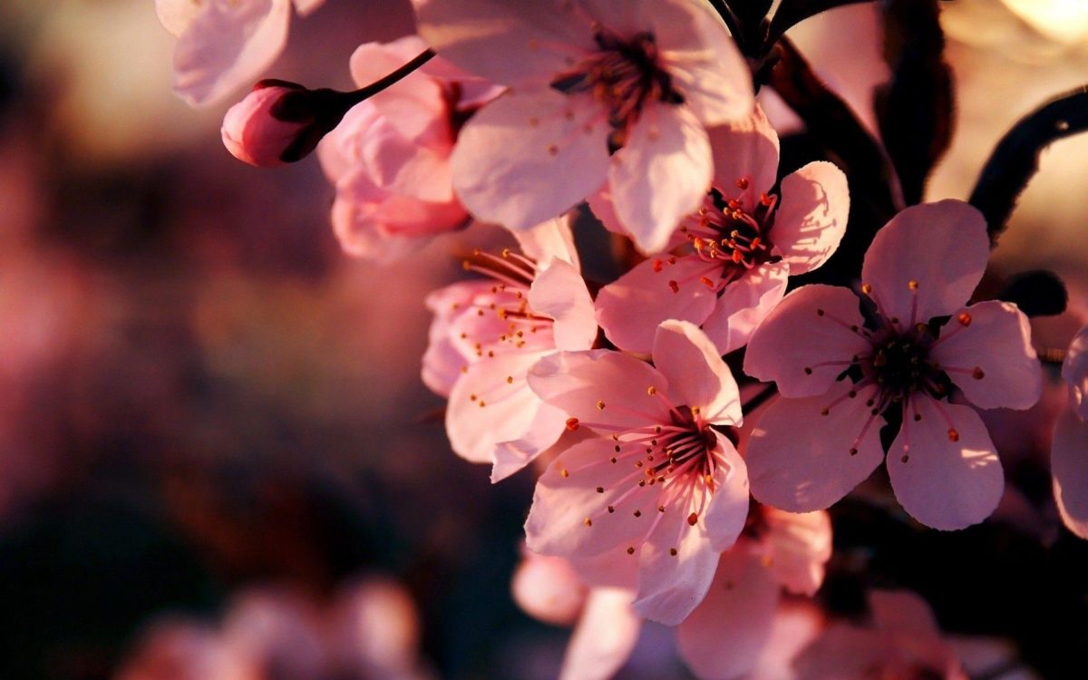 Pink Flower Widescreen HD Wallpapers – HD Wallpapers Inn