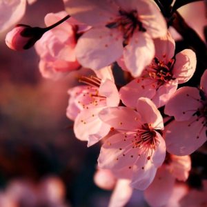 download Pink Flower Widescreen HD Wallpapers – HD Wallpapers Inn