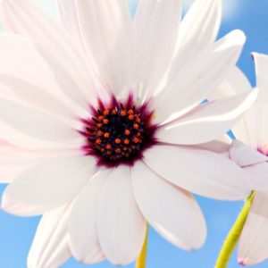 download Hd Wallpaper Flowers | Black Wallpapers For Desktop