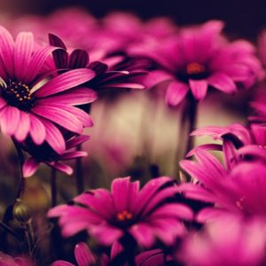 download Pink Flower HD Wallpaper | Pink Flower Photos | Cool Wallpapers