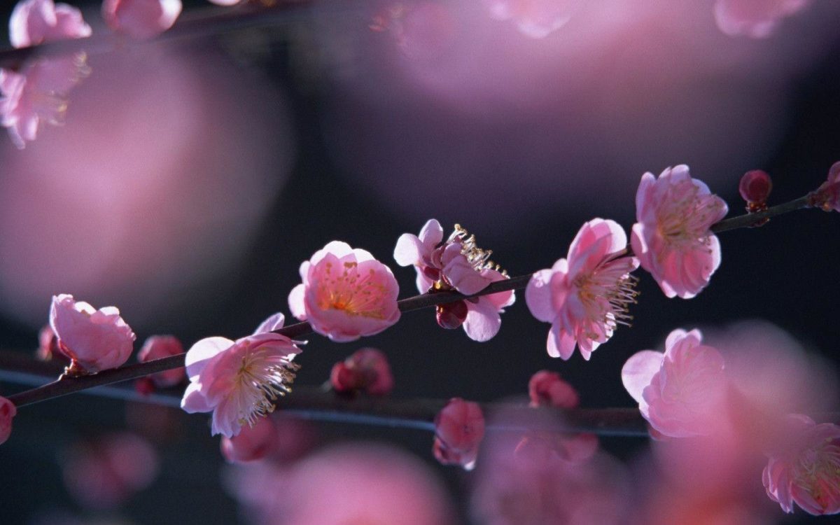 Pink Blossom Flowers HD wallpaper « Wallpapers HD