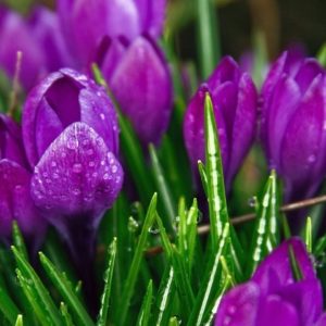 download Purple Strange Flowers Wallpapers | HD Wallpapers