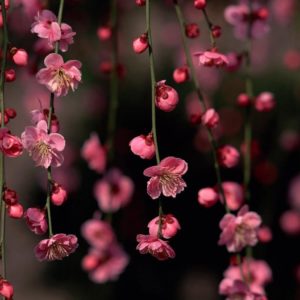 download Spring Flowers HD Wallpapers – HD Wallpapers Inn