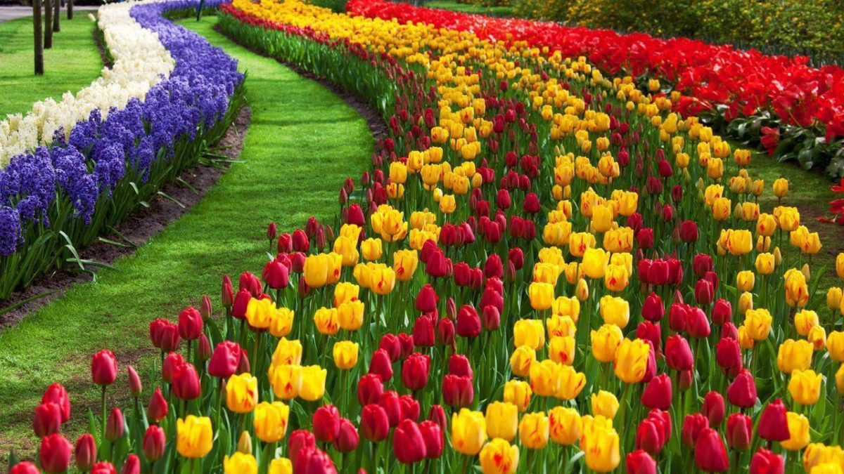 Tulip Flower Desktop Wallpapers | Free Download Tulip HD …