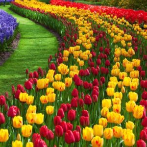 download Tulip Flower Desktop Wallpapers | Free Download Tulip HD …