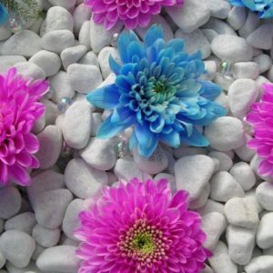 download Flowers Wallpapers | Free Desk Wallpapers