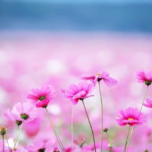 download Flowers Wallpapers | Free Desk Wallpapers