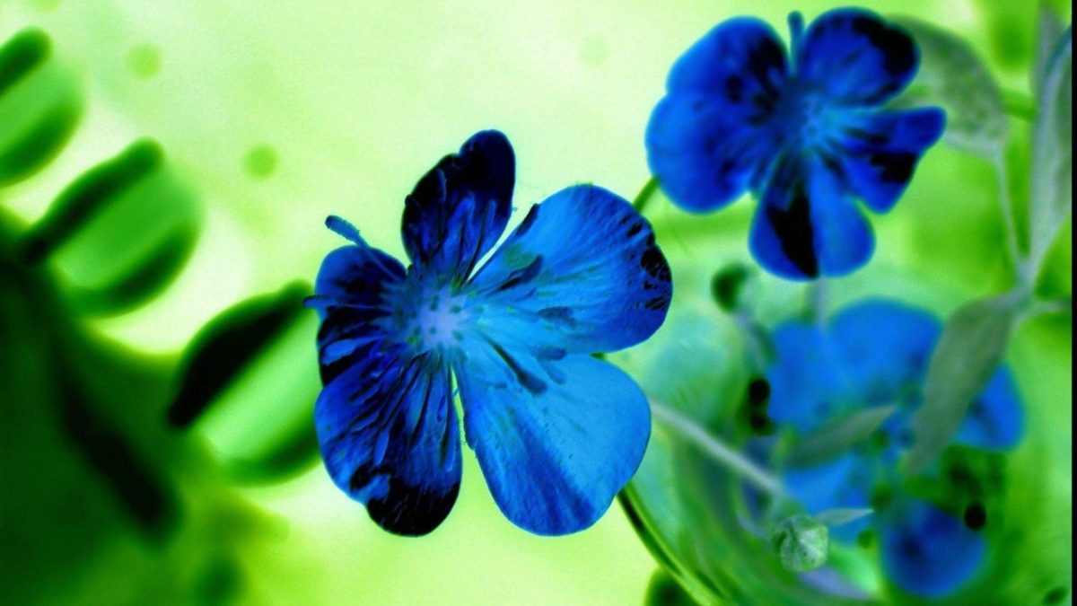 Flowers Blue HD Wallpapers – HD Wallpapers Inn