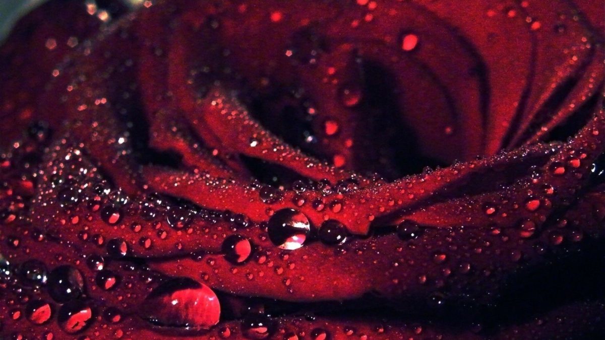 rose flower full red hd wallpapers | Free wallpapers
