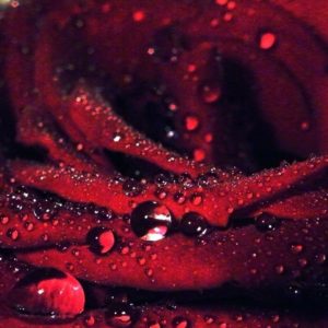 download rose flower full red hd wallpapers | Free wallpapers