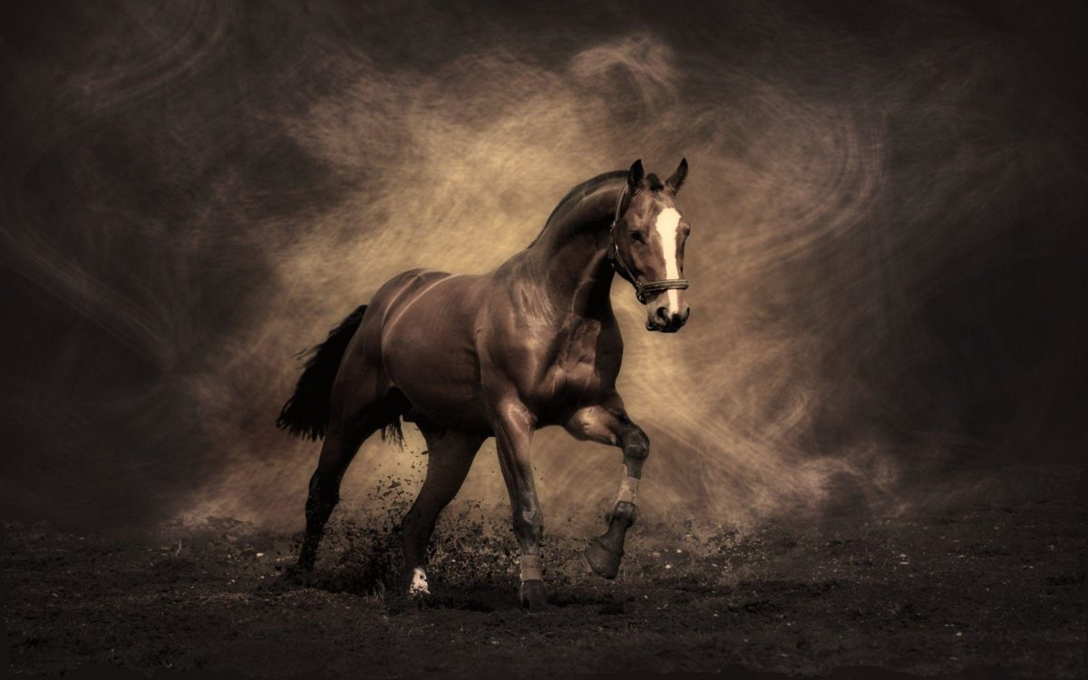 Horse Wallpapers – Full HD wallpaper search