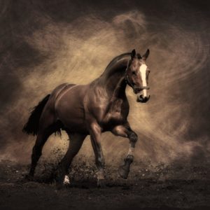download Horse Wallpapers – Full HD wallpaper search