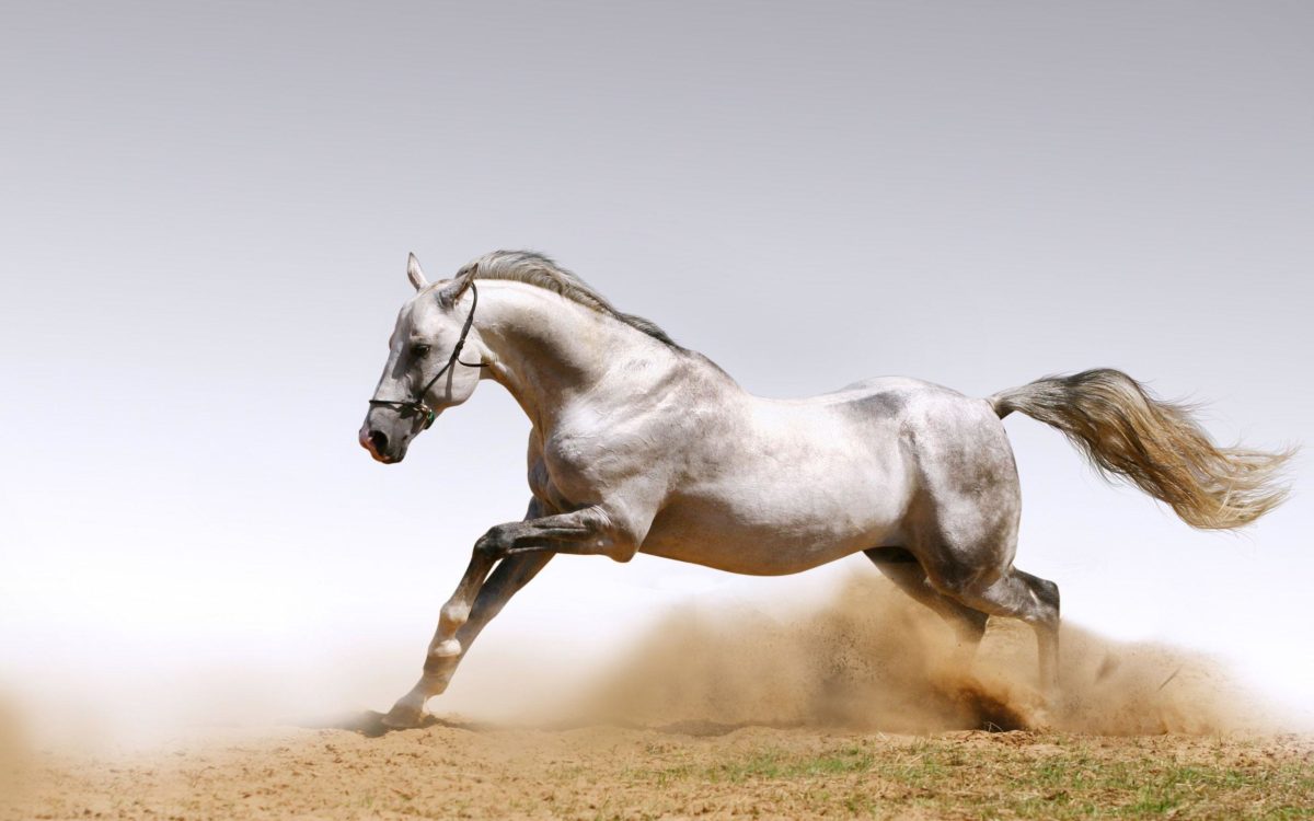 A selection of 10 Images of Horses in HD quality
