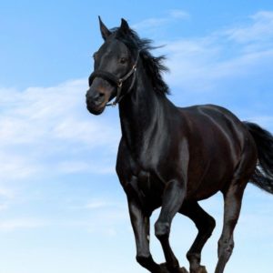 download Black Horse Wallpaper | Wall Stub