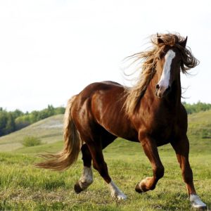 download 1010 Horse Wallpapers | Horse Backgrounds Page 4