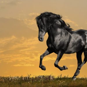 download Horse wallpaper – Black Beauty Wallpapers – HD Wallpapers 95774