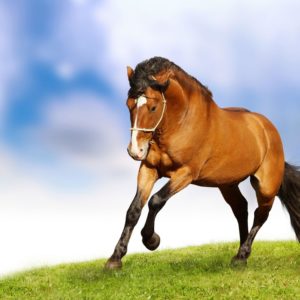 download Beautiful-Horse-Wallpaper-10.jpg