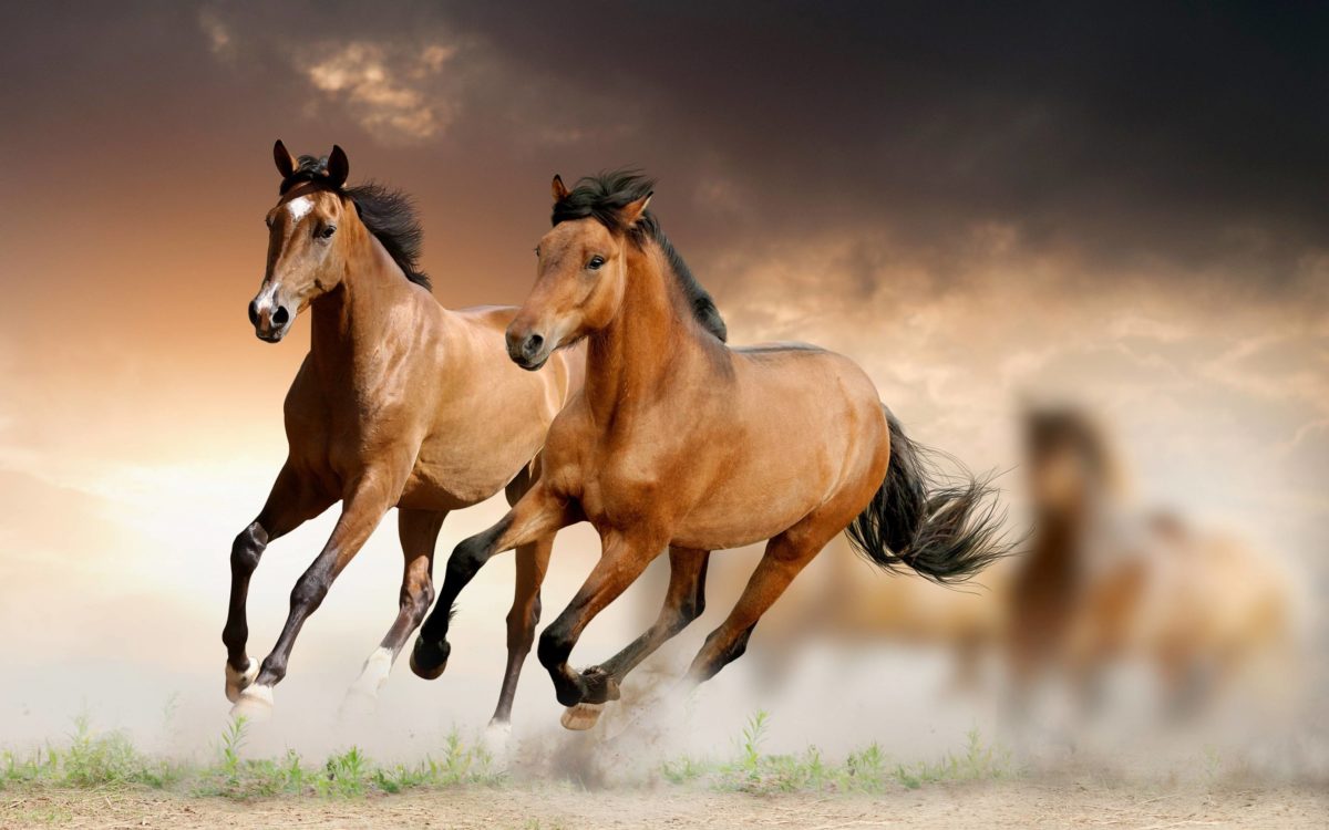 Running Horse HD Wallpaper Download | High Quality Wallpaper …