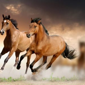 download Running Horse HD Wallpaper Download | High Quality Wallpaper …