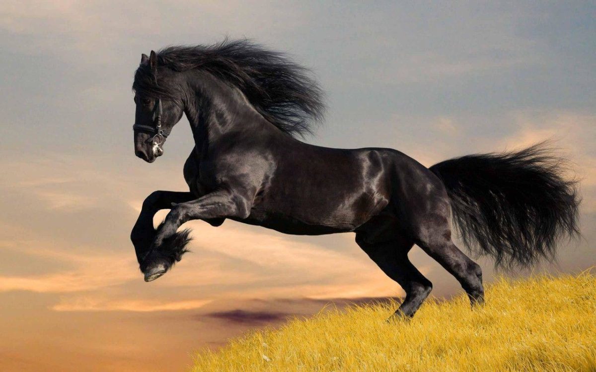 Black Horse HD Wallpapers | Download Black Horse Images | Cool …