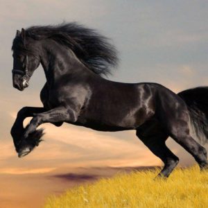 download Black Horse HD Wallpapers | Download Black Horse Images | Cool …