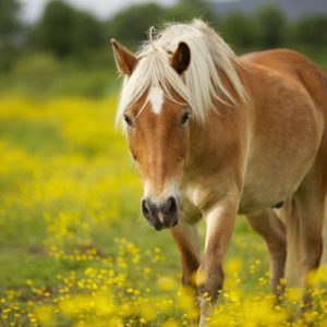 download Horse Wallpaper Hd Backgrounds 992 Full HD Wallpaper Desktop – Res …