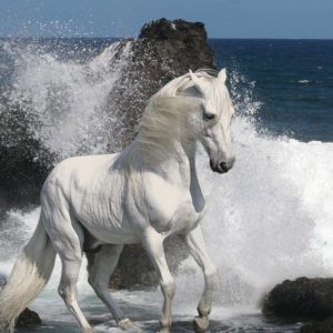 download White Horse Wallpapers | White Horse Desktop Wallpapers | Cool …
