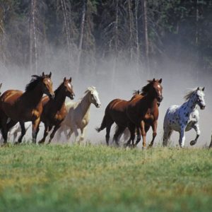 download Animal Horse Image HD Wallpaper #931 Wallpaper computer | best …